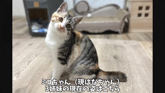 首を傾げる縞三毛