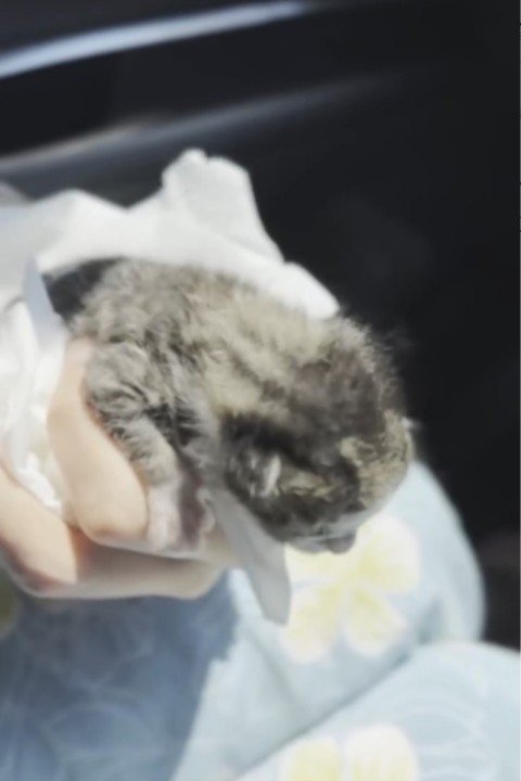 手で持たれる猫