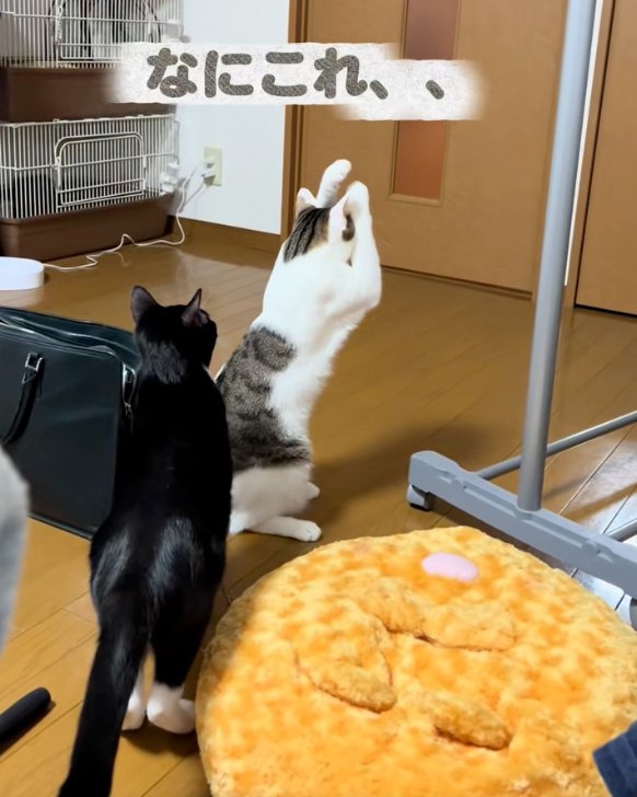 触る猫