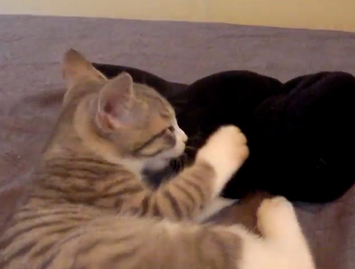 手袋を掴んで噛みつく子猫