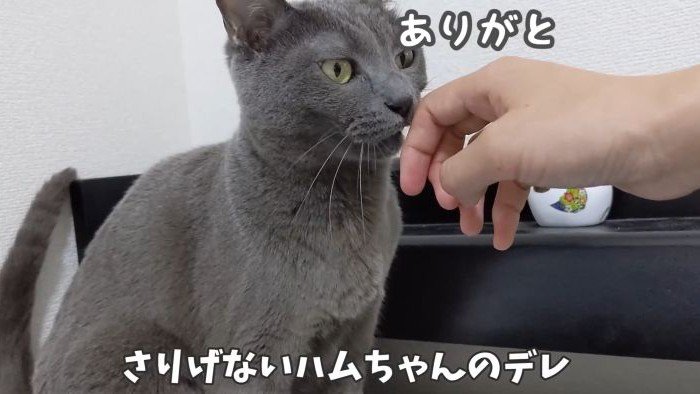 嬉しそうなハムちゃん