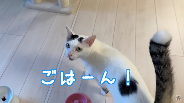 尻尾を立てる猫