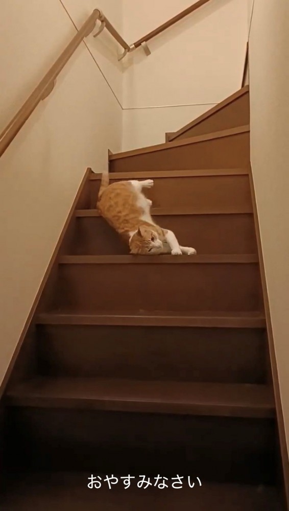 流れ落ちる猫(1)・上段