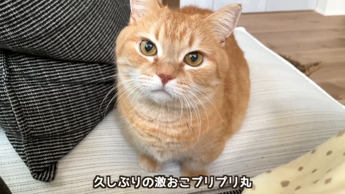 怒りの表情のプリンくん