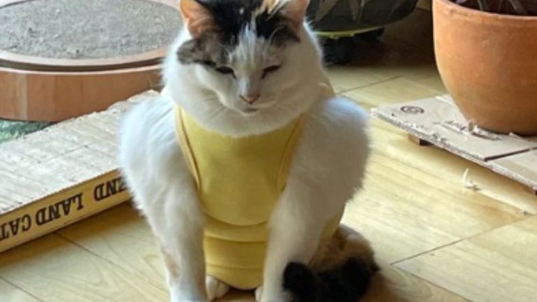 エリザベスウェアを着た猫