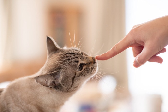 指のにおいを嗅ぐ猫
