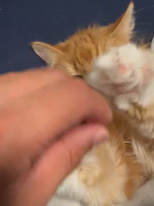 猫が手をぴくっとさせて鳴いた瞬間 