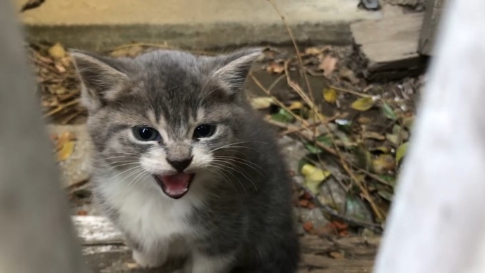 威嚇する子猫
