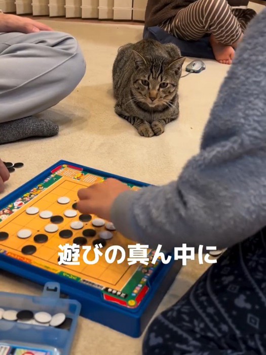 オセロを見る猫