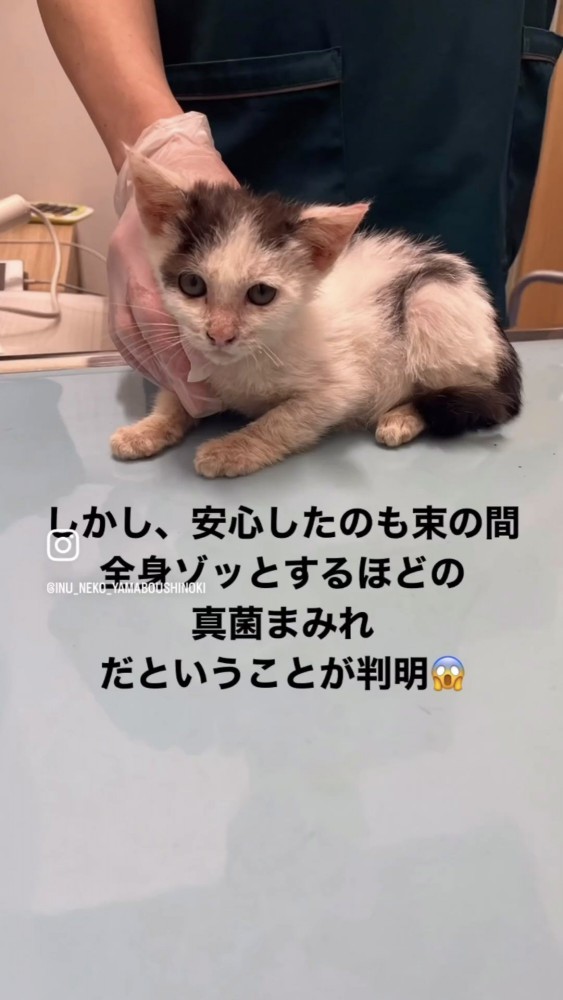 保護された子猫