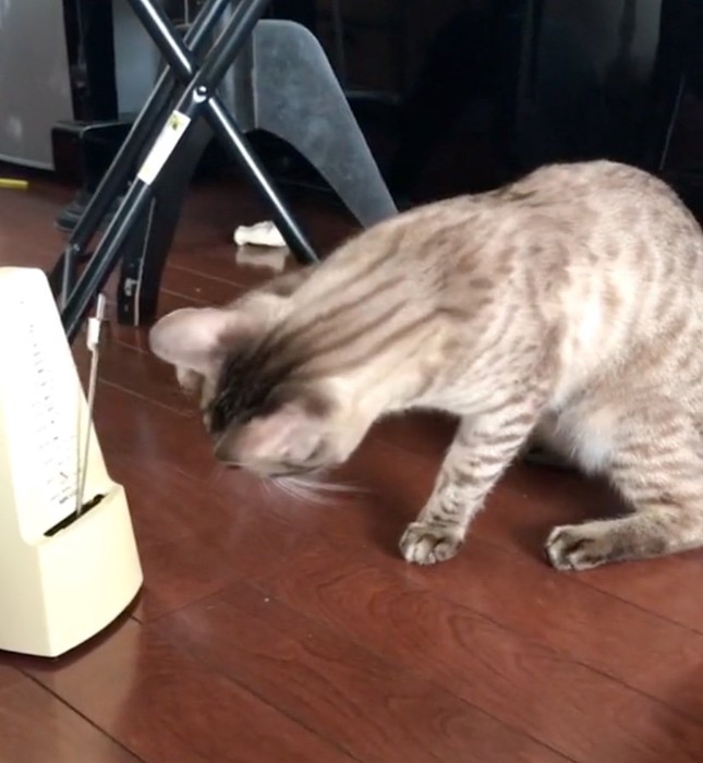 前足を近づける