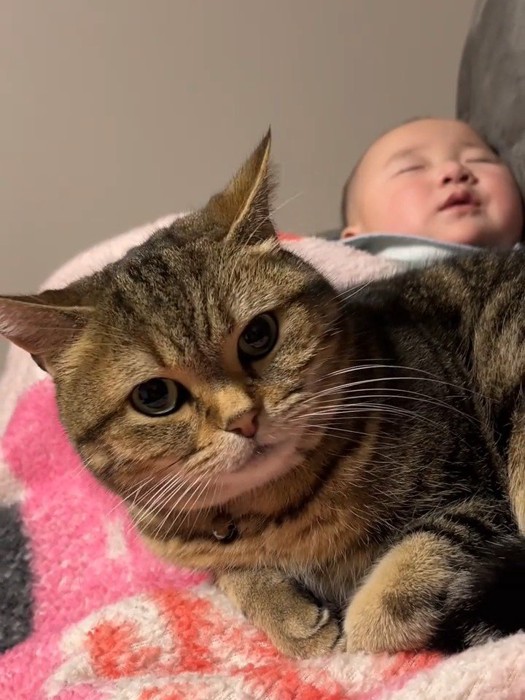 座ってカメラを見る猫