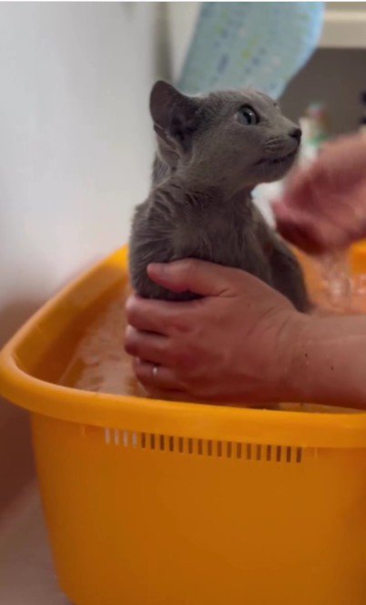 お風呂に入っている猫