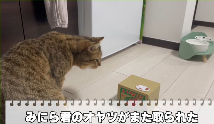 箱を見る猫（みにら君のオヤツがまた取られた）