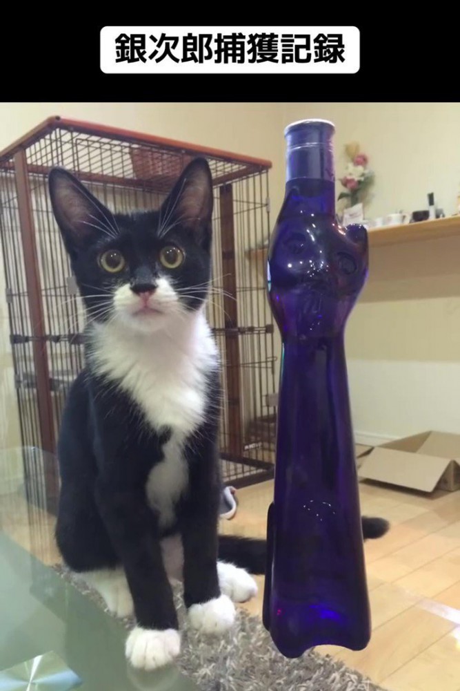 おすわりする白黒猫