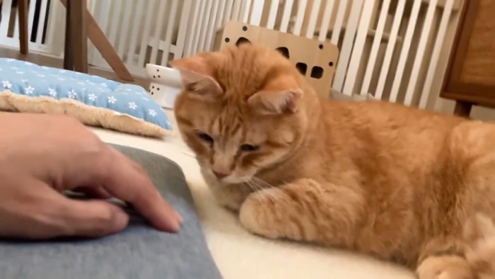 人の手を見つめる猫