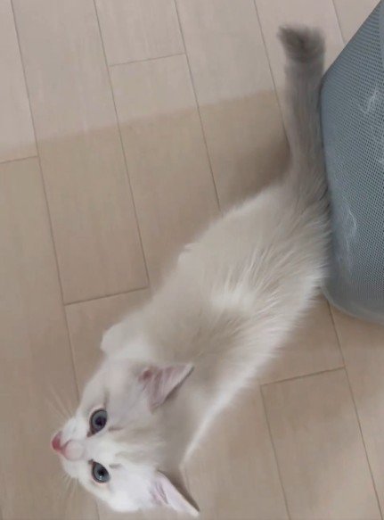 鳴きながら見上げる子猫