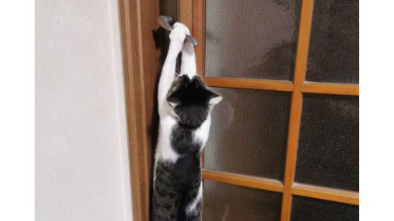 ドアを開ける猫