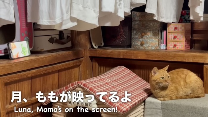 スマホから目をそらす月ちゃん