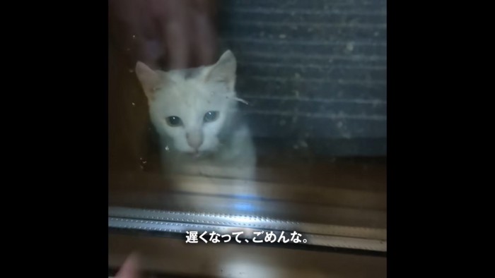 暗い外にいる猫