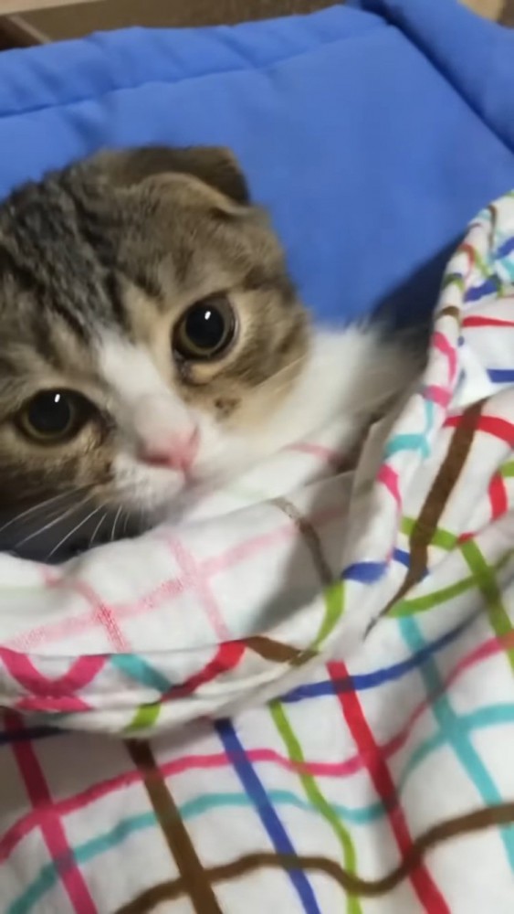 猫用ベッドでくつろぐ子猫