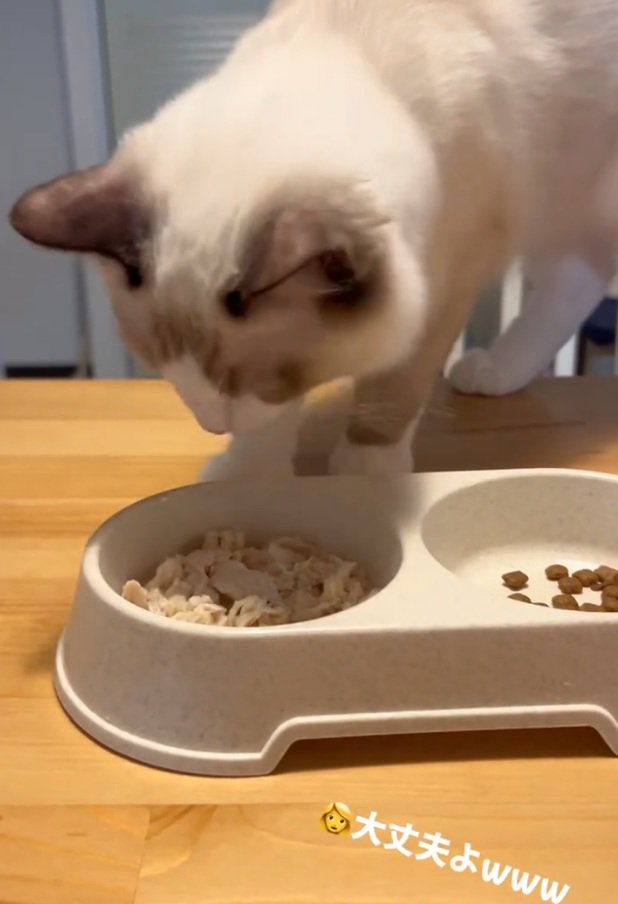 確認するシェルちゃん