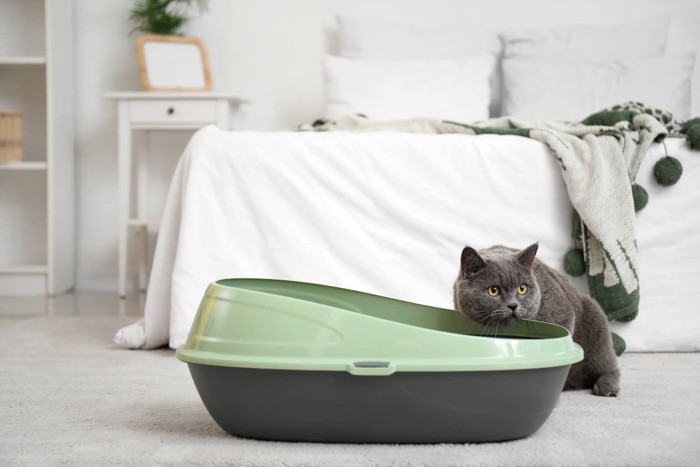 トイレのふちにあごをのせる猫