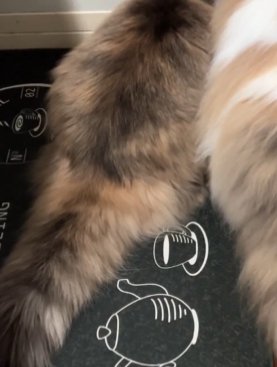 左の猫の体から尻尾