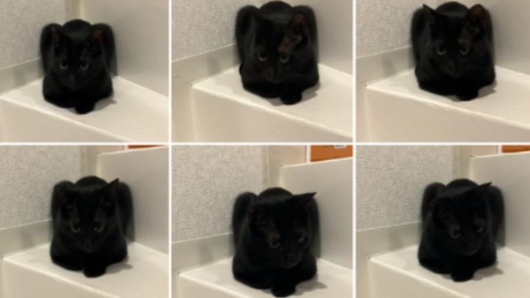 カメラの写真フォルダー