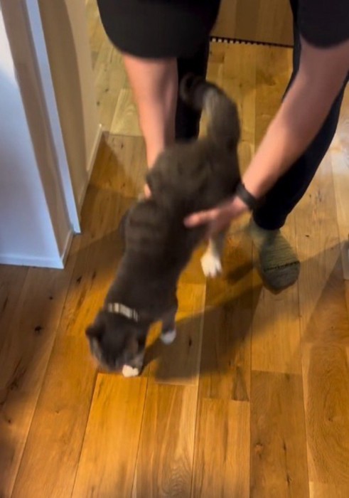 抱っこしていた猫を床に下ろす男性