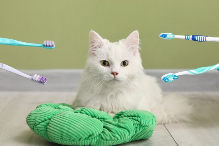 4本のはブラシと猫