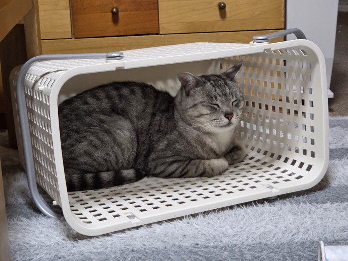 カゴの中にいる猫