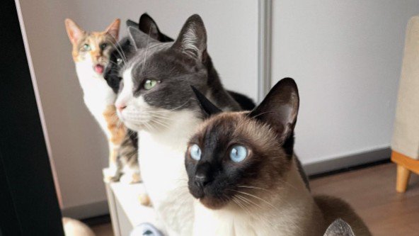 窓際にいる8匹の猫