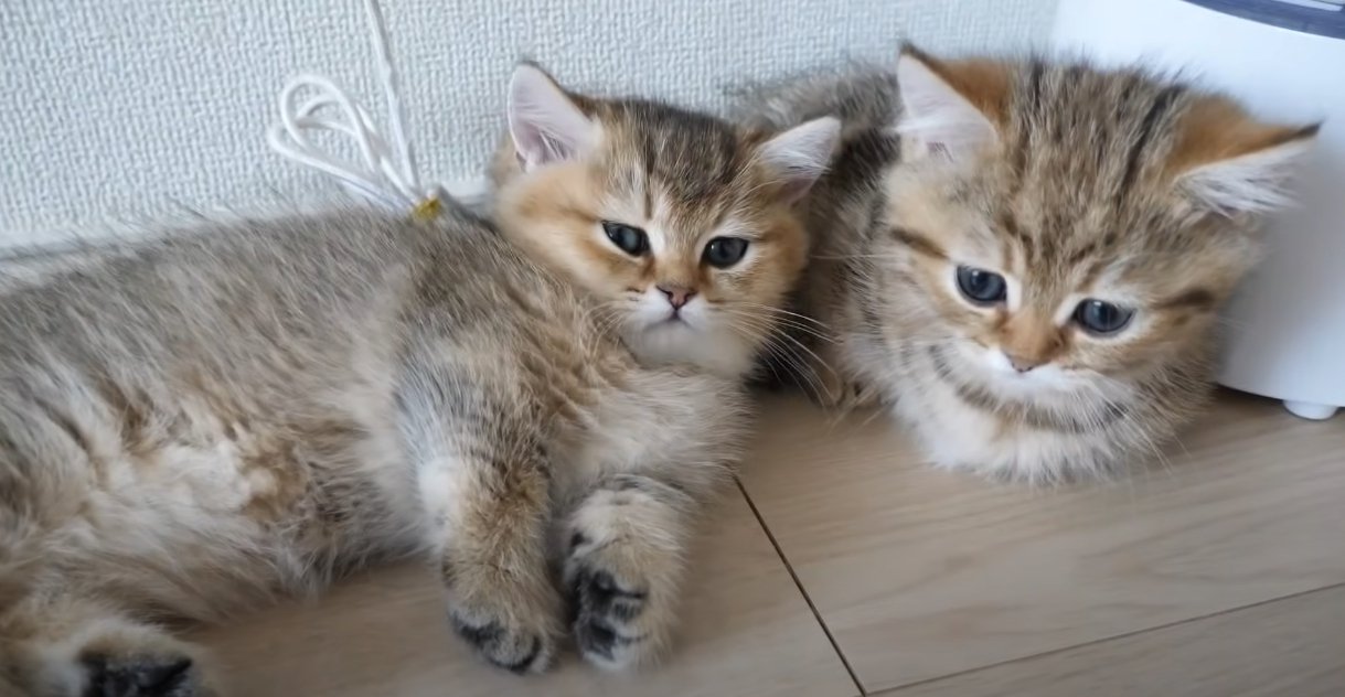 寄り添う子猫2匹