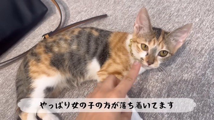 横になっている子猫に差し出す手