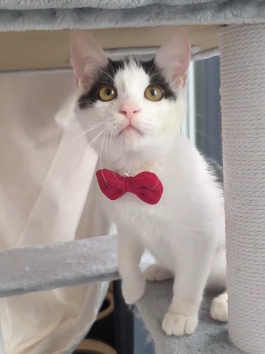 蝶ネクタイをつけた猫