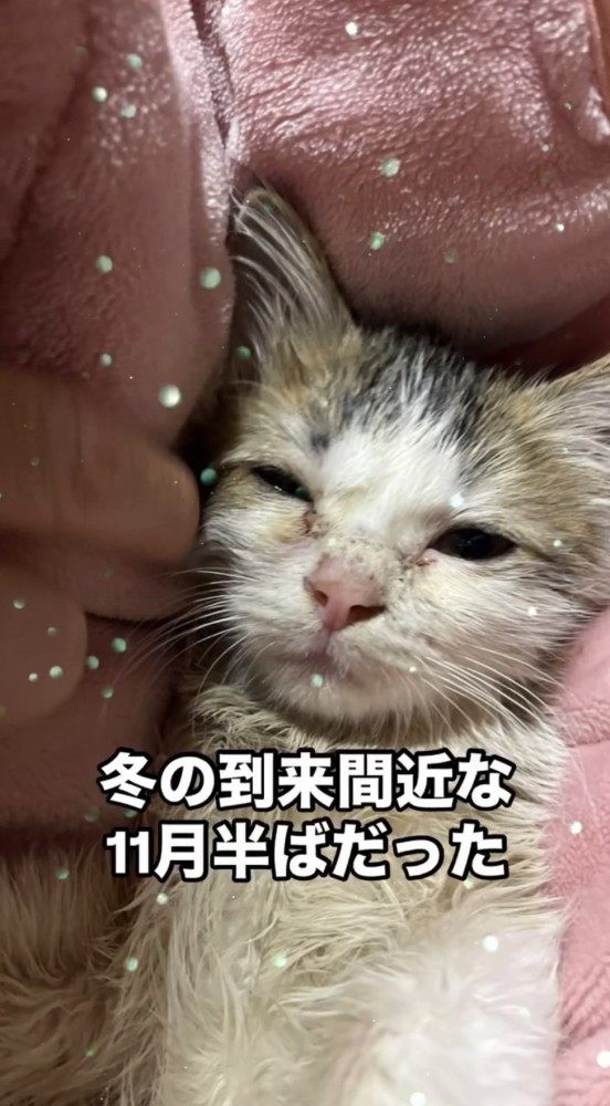 ずぶ濡れの子猫