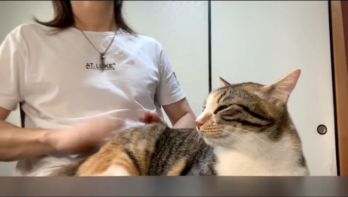 飼い主医にお尻を叩かれて気持ちよさそうに目を細める猫