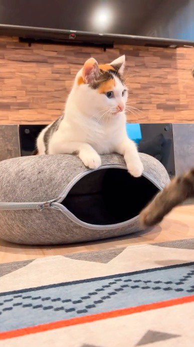 キジトラ猫を見つめる三毛猫