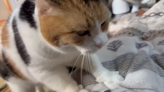 再度フミフミするミケ