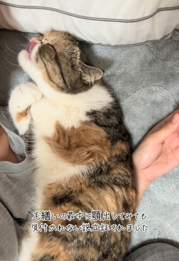 ペロペロする小梅ちゃん