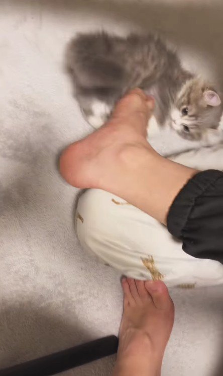 飼い主の足を攻撃する猫