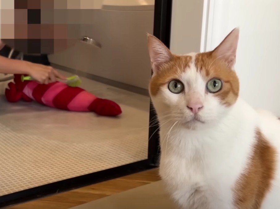 風呂場のエビくんをバックにこっちを見る猫