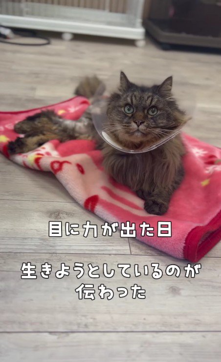 回復した犬くん