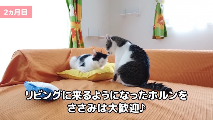 毛づくろいする猫とされる猫