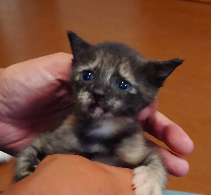 手にしがみつく子猫