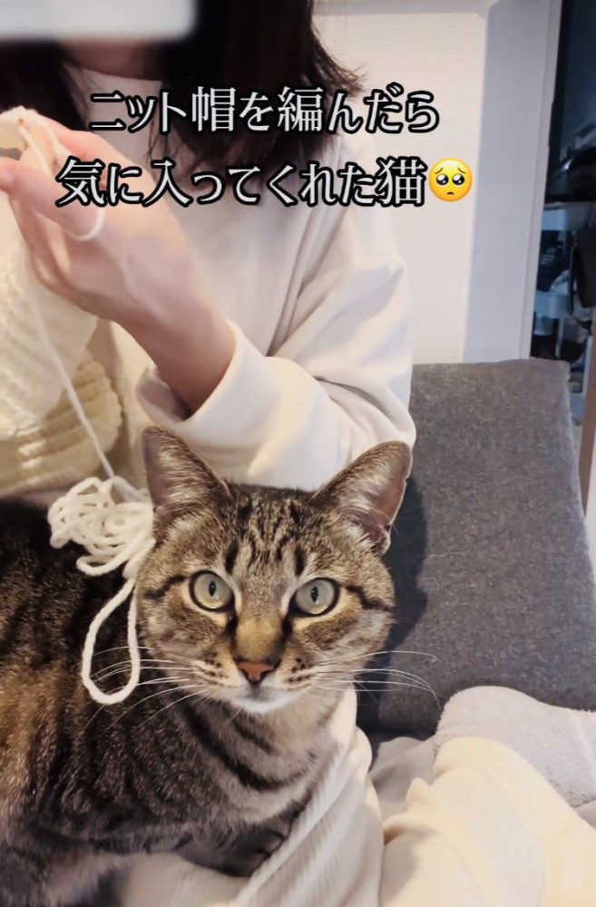 ニット帽を編むママの膝の上に座るキジトラ猫