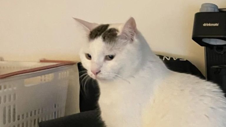 キッチンにいる猫