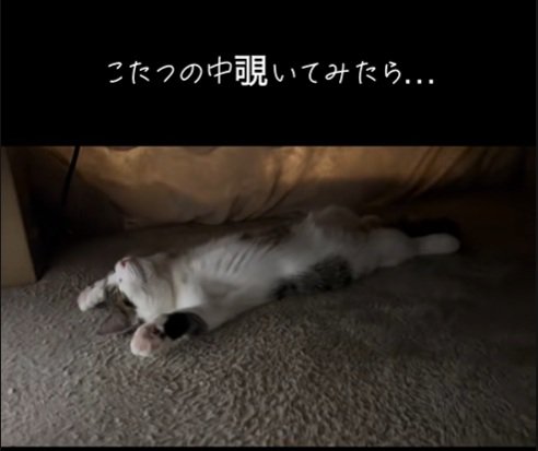 寝ているねこ
