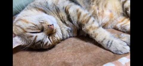 寝る猫